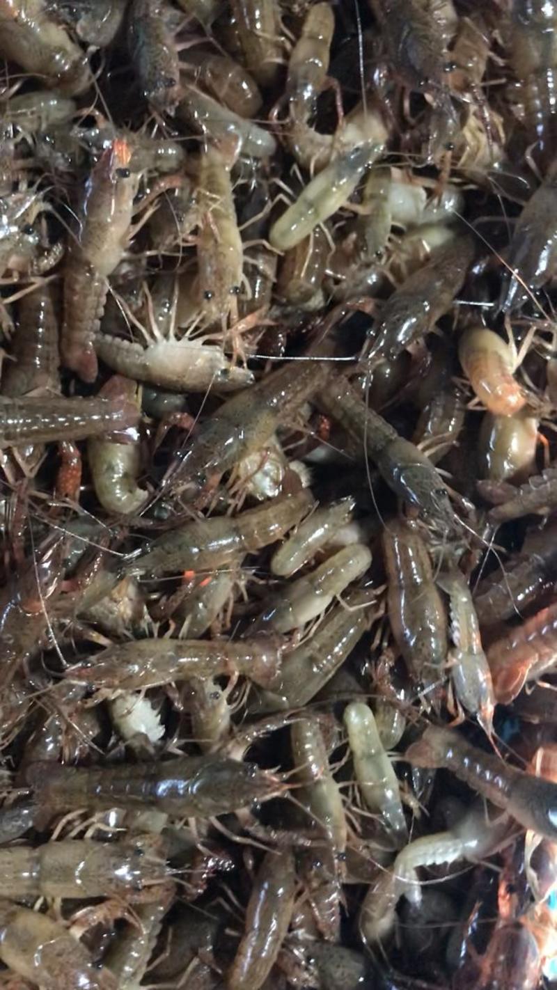 小龙虾苗80--120尾，精养优质虾苗，基地发货。
