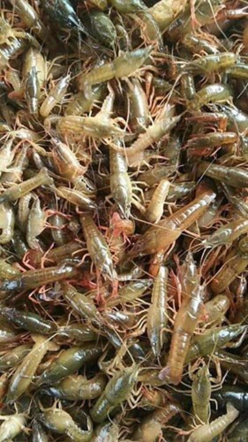 龙虾苗，80--120尾，精养优质，基地发货，量大从优。