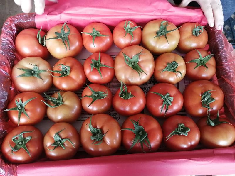 西红柿红果大番茄万亩番茄大量上市硬度高，色泽亮口感好