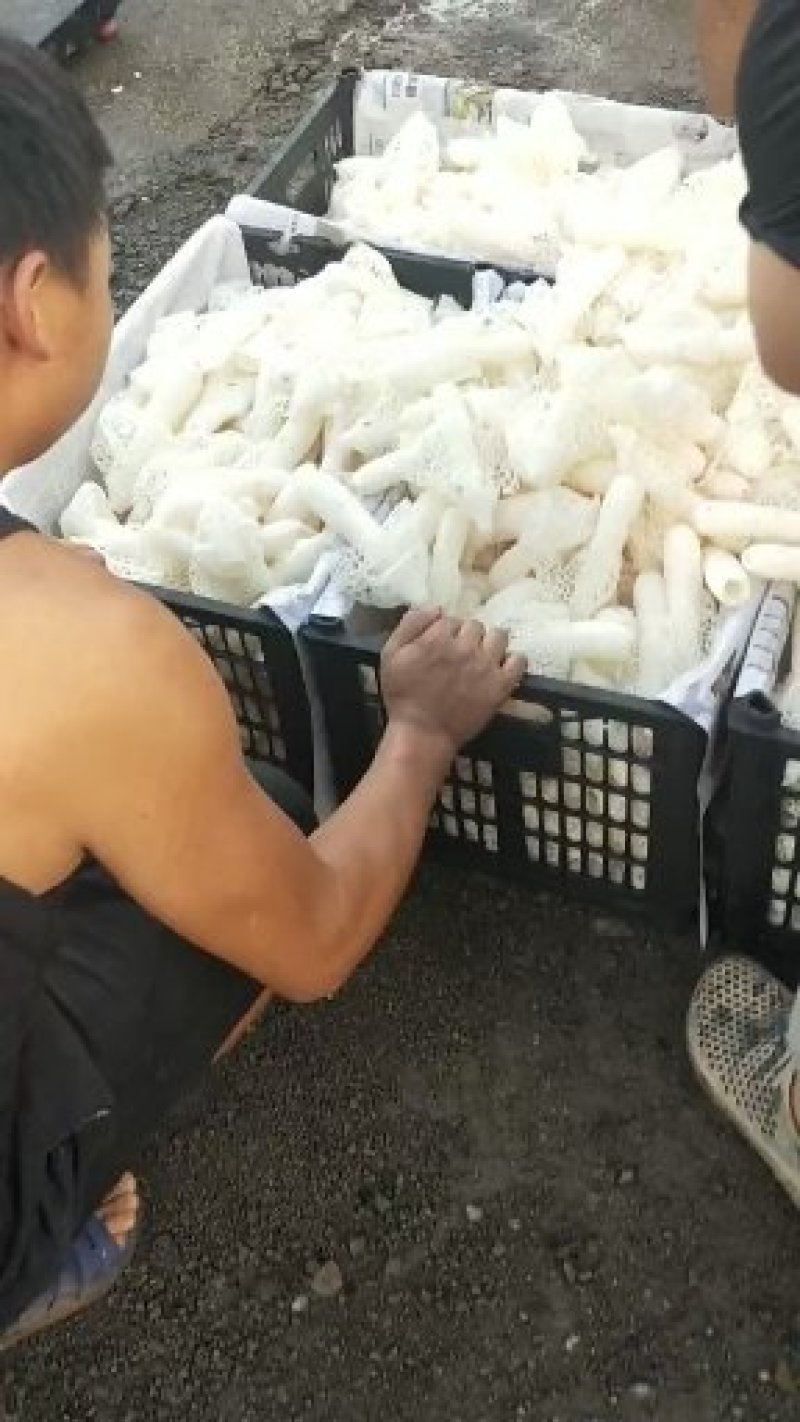 竹荪