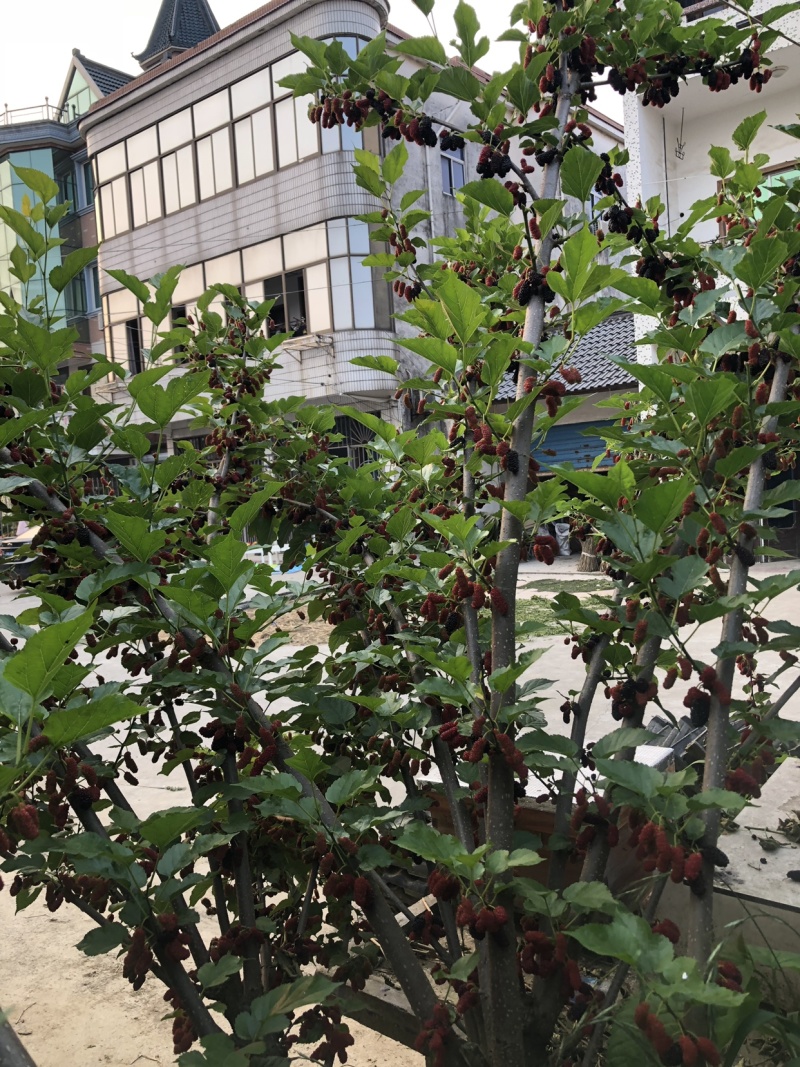 台湾四季果桑苗桑葚苗反季桑葚苗果桑苗超高产量