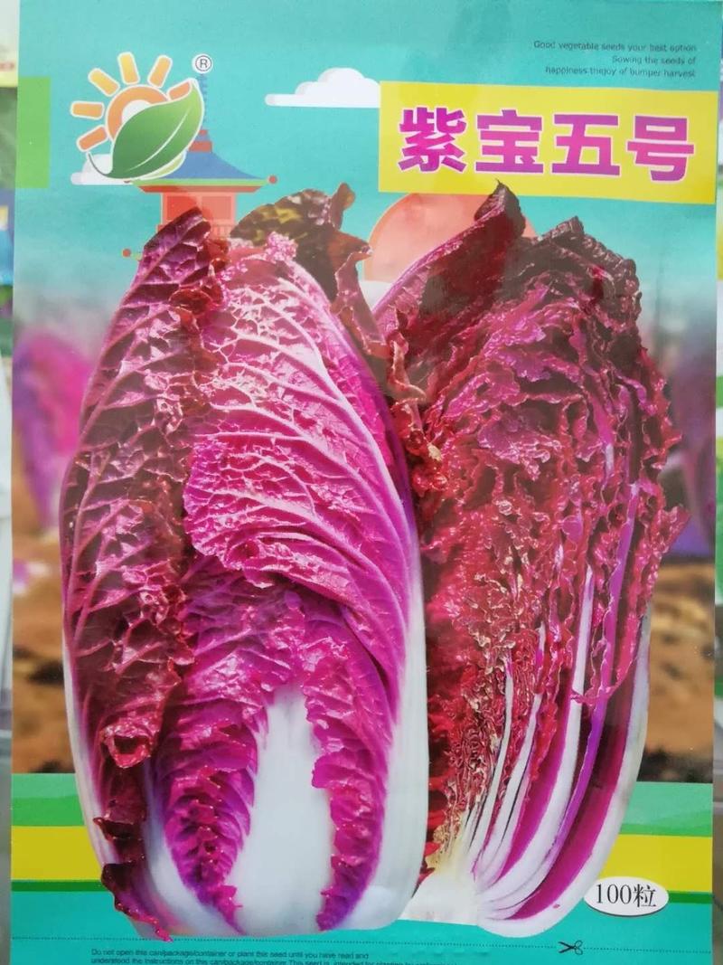 紫裔紫宝五号春秋耐热紫宝紫白菜种子适应大面积种植