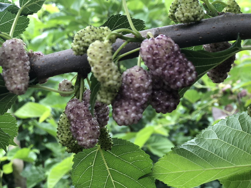 白珍珠果桑苗桑葚苗特甜果桑苗白色桑葚