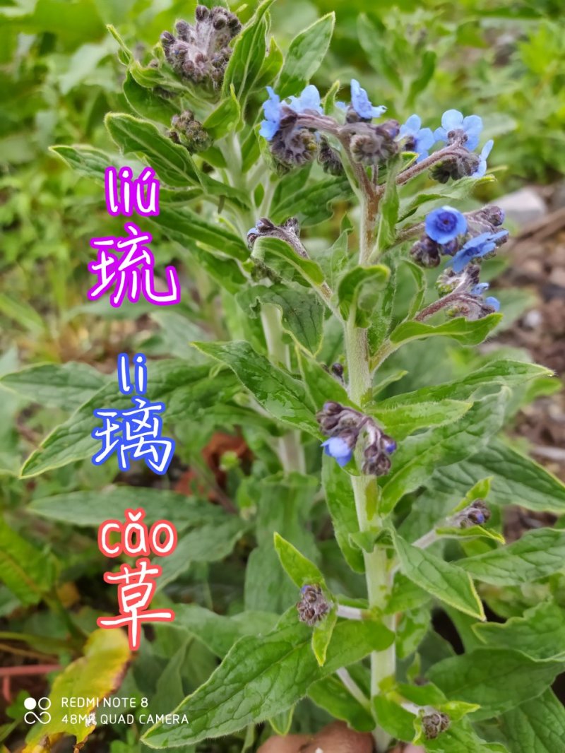 贵州毕节古夜郎大地野生中药材琉璃草倒提壶