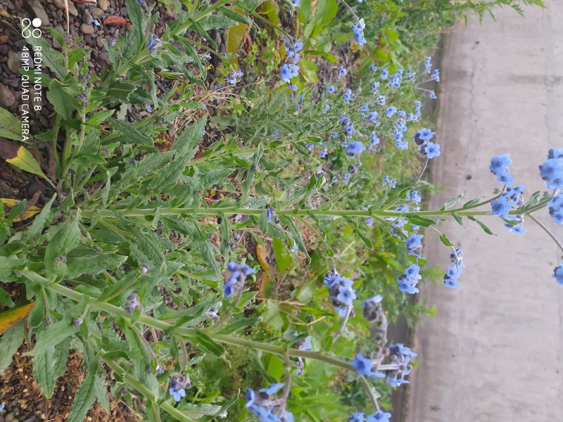 贵州毕节古夜郎大地野生中药材琉璃草倒提壶