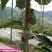 百香果支架园林绿化树木支撑杆包粘玻璃纤维管