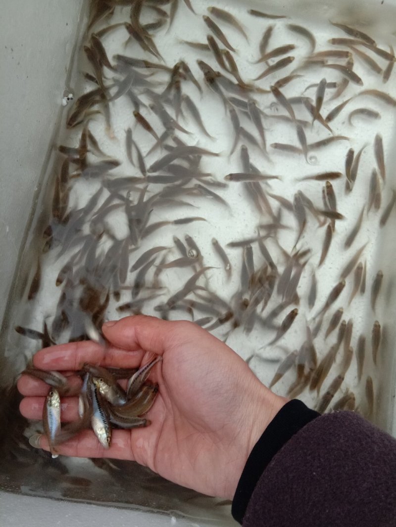 鲈鱼苗鲈鱼苗批发鲈鱼苗优鲈1号优鲈三号台鲈:水花寸片