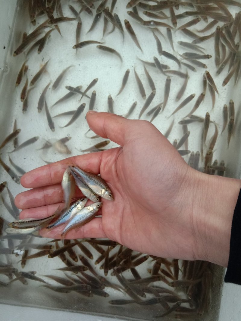 鲈鱼苗鲈鱼苗批发鲈鱼苗优鲈1号优鲈三号台鲈:水花寸片