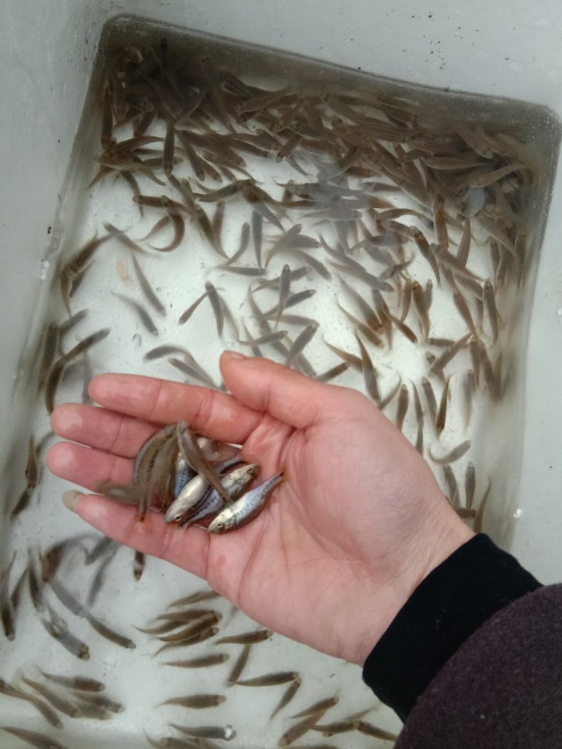 鲈鱼苗鲈鱼苗批发鲈鱼苗优鲈1号优鲈三号台鲈:水花寸片