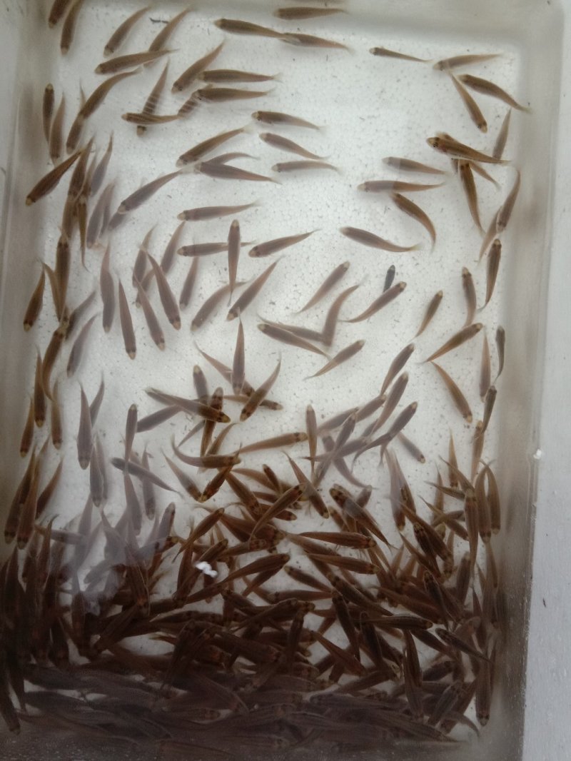鲈鱼苗鲈鱼苗批发鲈鱼苗优鲈1号优鲈三号台鲈:水花寸片