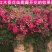 红木香花爬藤四季红木香苗黄木香黄木香苗【带土球包邮发货】