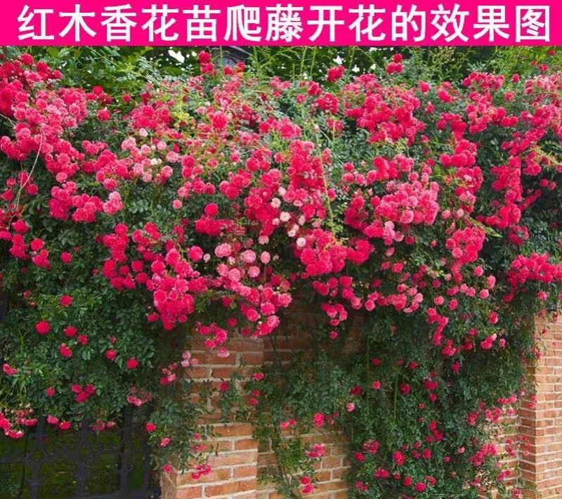 红木香花爬藤四季红木香苗黄木香黄木香苗【带土球包邮发货】