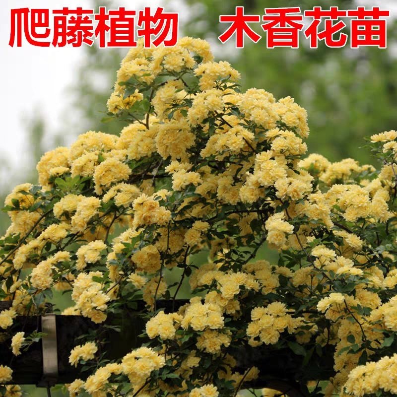 红木香花爬藤四季红木香苗黄木香黄木香苗【带土球包邮发货】