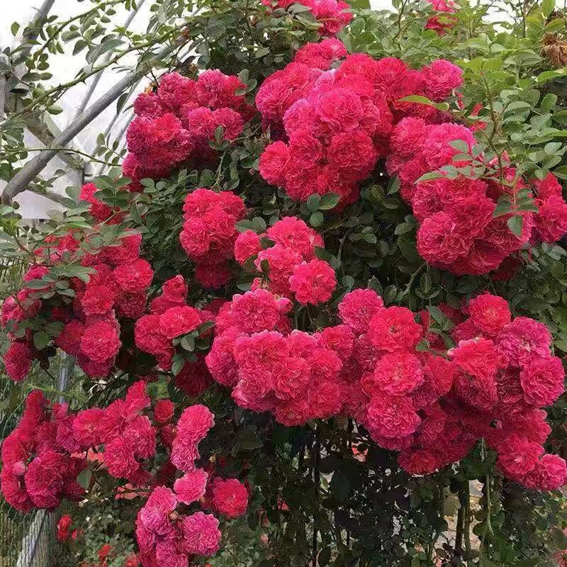 红木香花爬藤四季红木香苗黄木香黄木香苗【带土球包邮发货】
