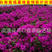 云南紫三角梅盆栽花卉库存大量各种各个高度三角梅