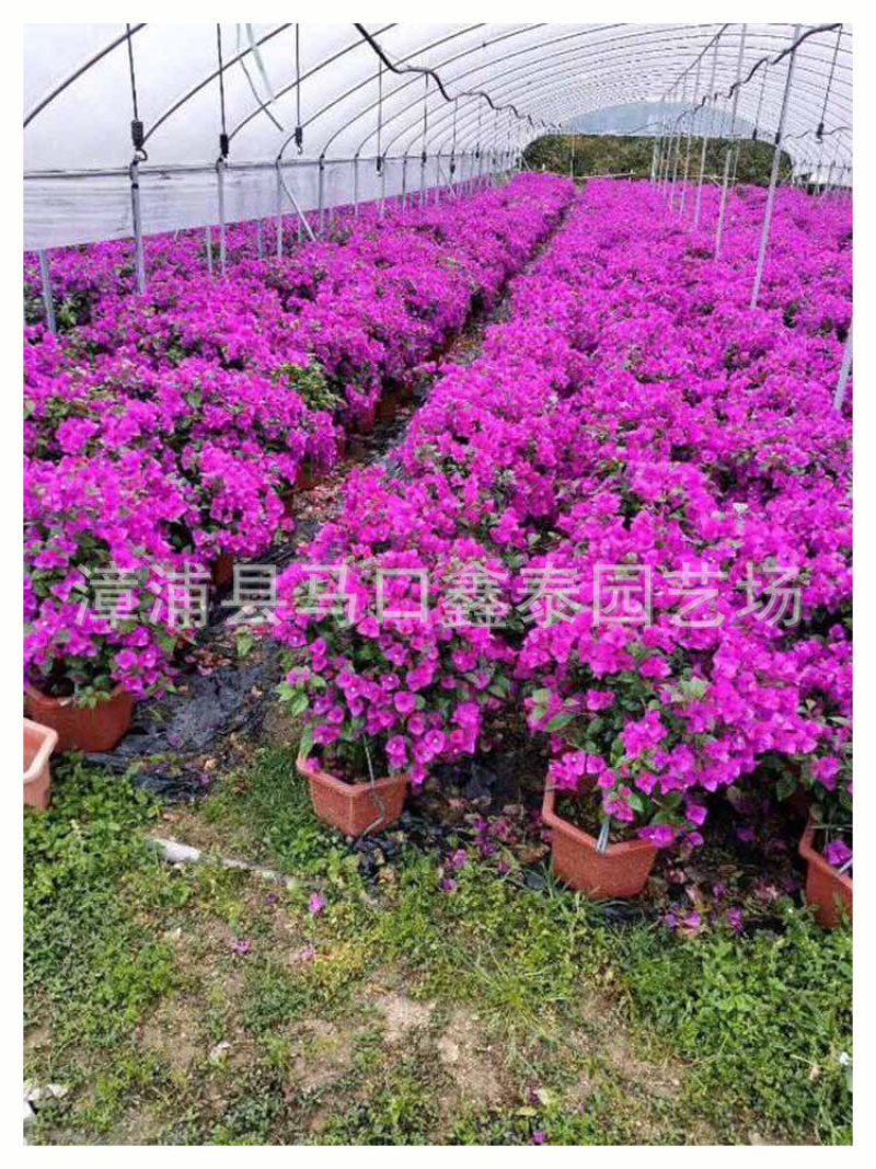 云南紫三角梅盆栽花卉库存大量各种各个高度三角梅
