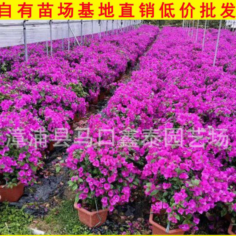 云南紫三角梅盆栽花卉库存大量各种各个高度三角梅