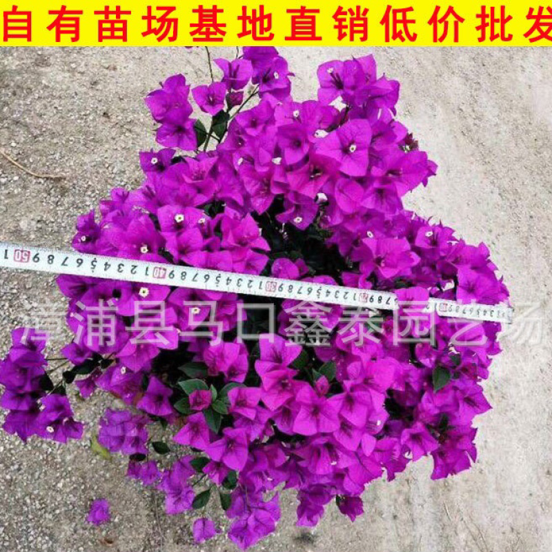 云南紫三角梅盆栽花卉库存大量各种各个高度三角梅