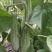 羊角蜜甜瓜头茬