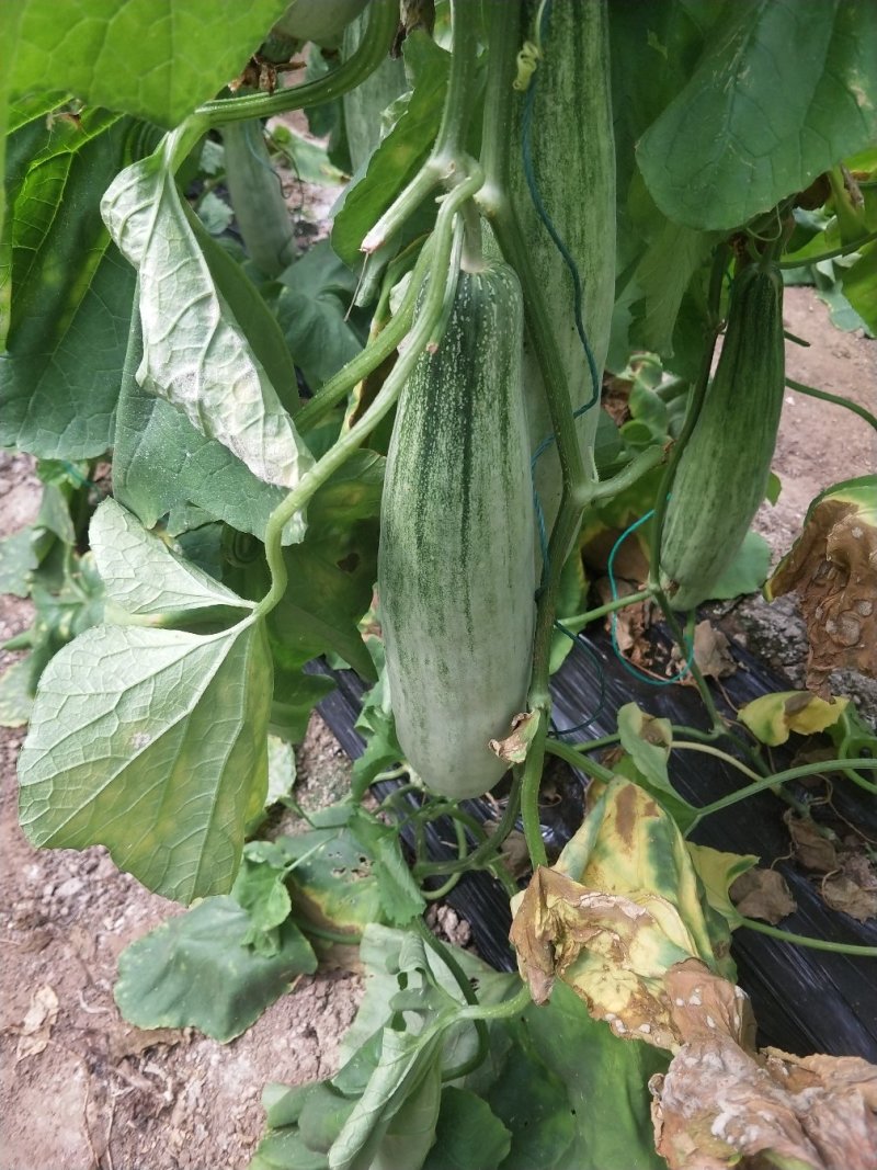 羊角蜜甜瓜头茬