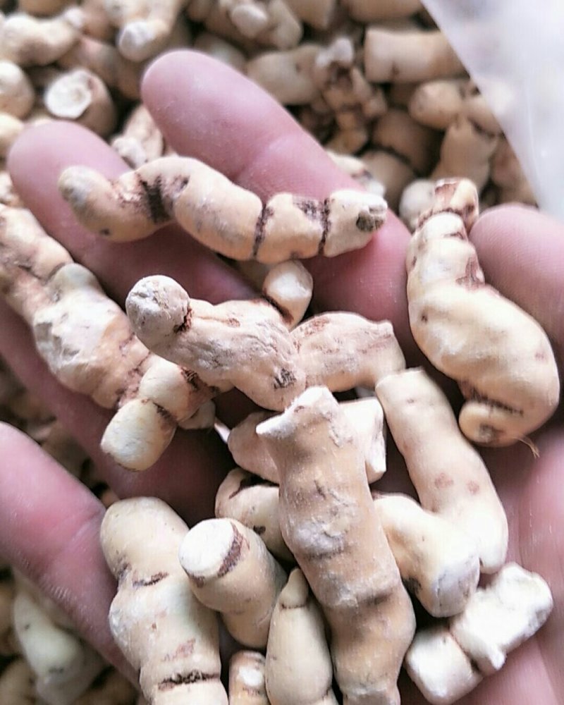 甘遂，常年批发供应冷背中药材甘遂各个规格