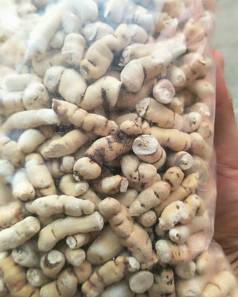 甘遂，常年批发供应冷背中药材甘遂各个规格