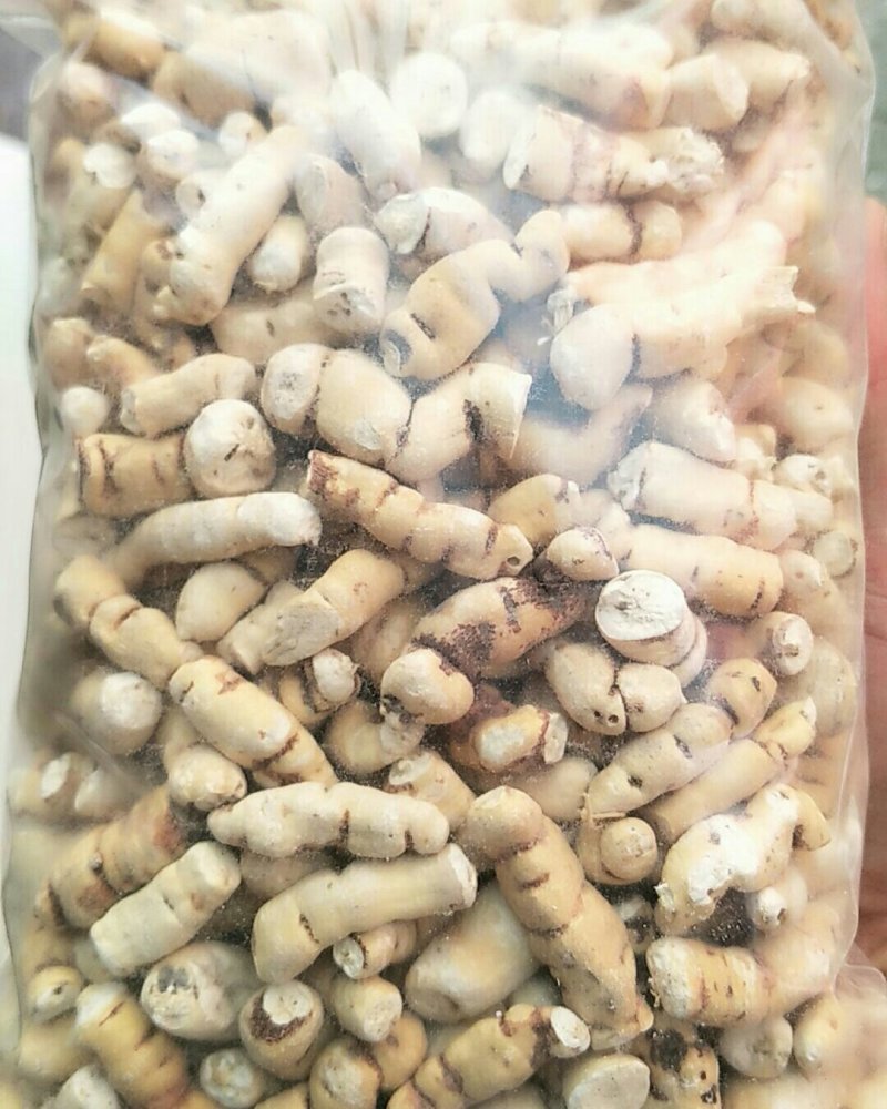 甘遂，常年批发供应冷背中药材甘遂各个规格