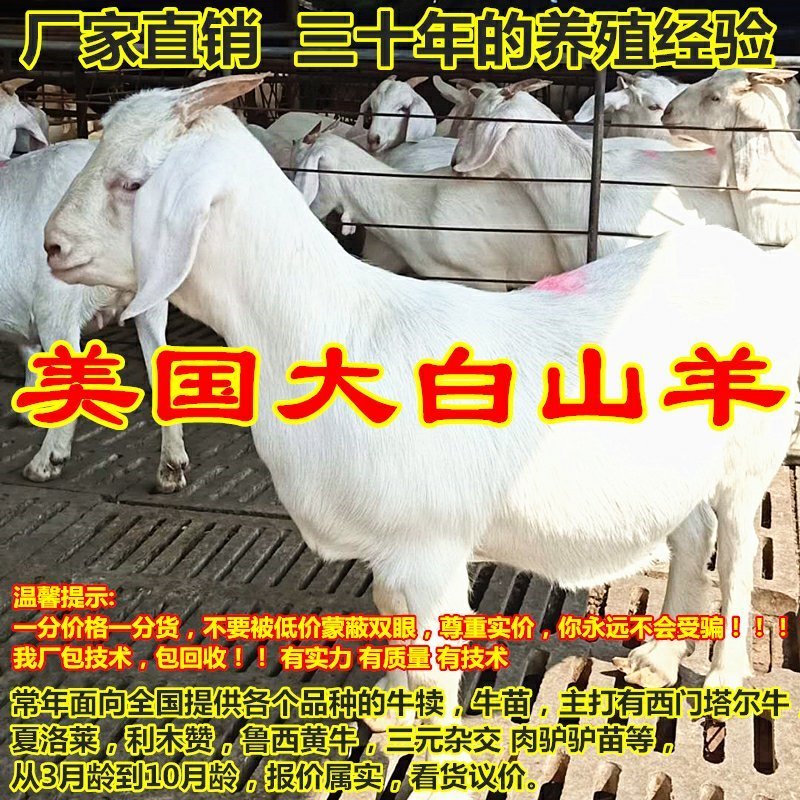 肉羊美国大白山羊对接养殖户一胎生三到四只赠铡草机货到付款