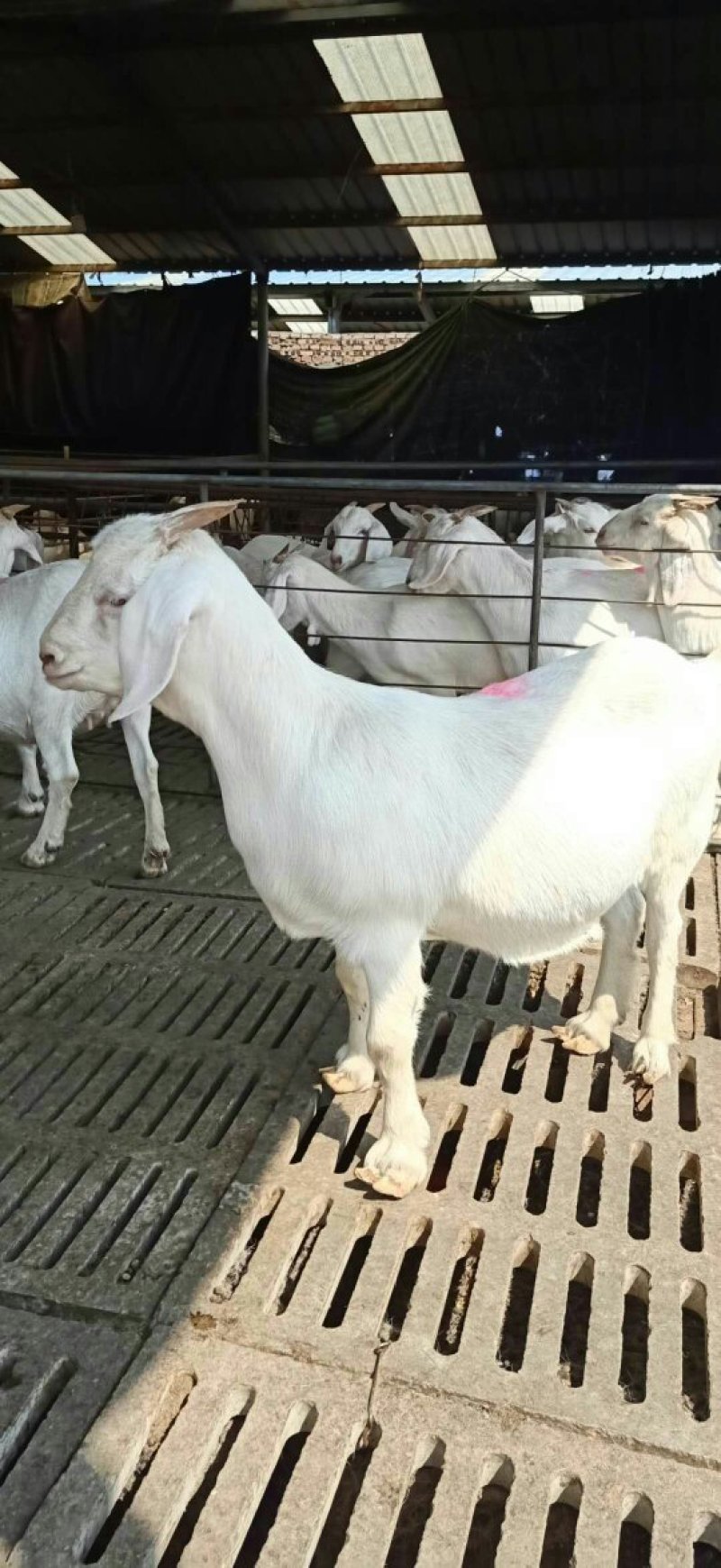 肉羊美国大白山羊对接养殖户一胎生三到四只赠铡草机货到付款