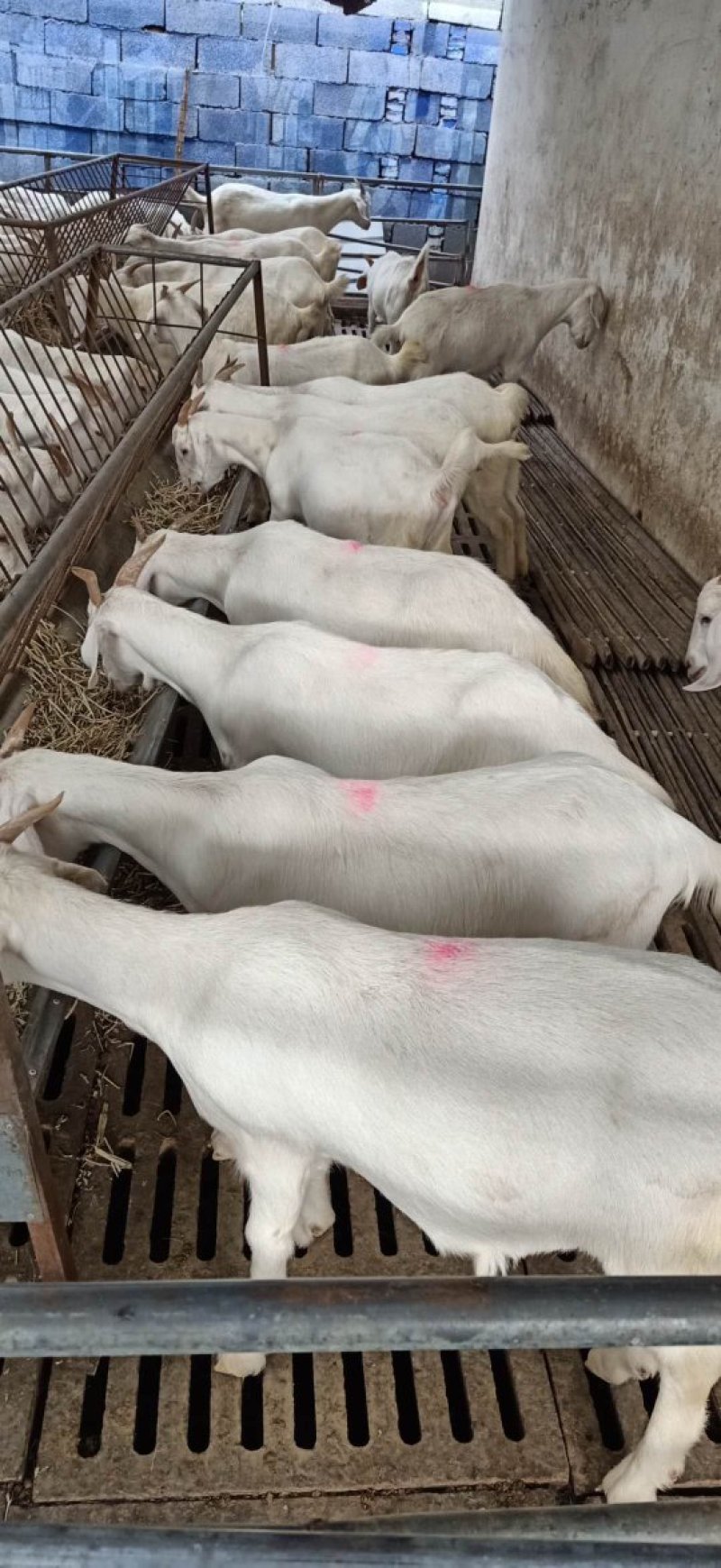 肉羊美国大白山羊对接养殖户一胎生三到四只赠铡草机货到付款