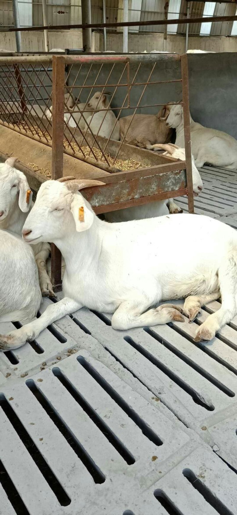 肉羊美国大白山羊对接养殖户一胎生三到四只赠铡草机货到付款