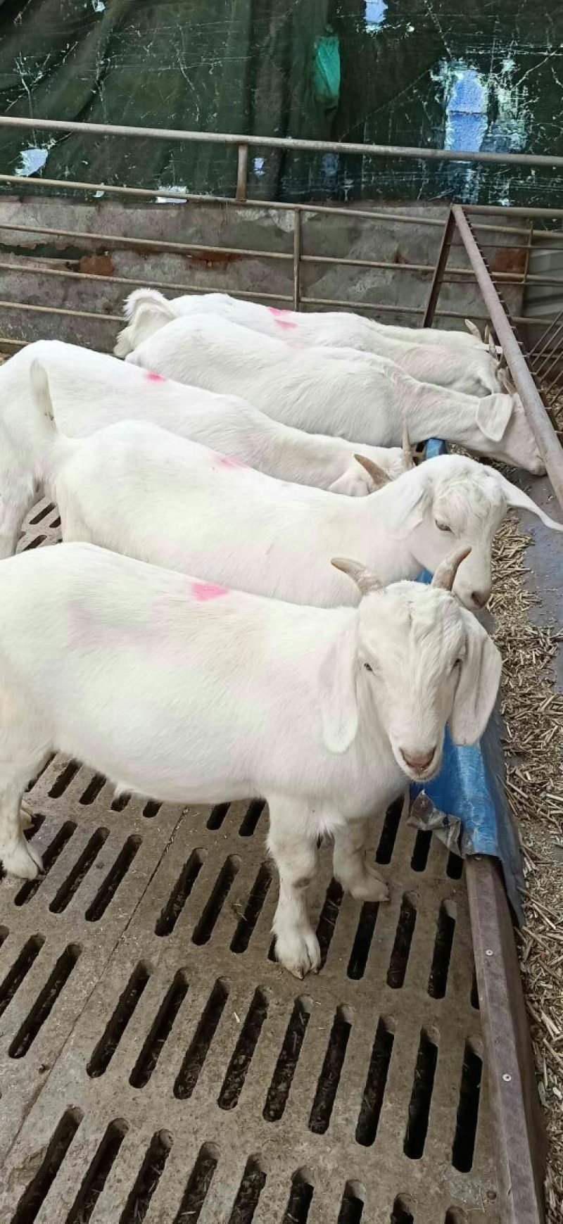 肉羊美国大白山羊对接养殖户一胎生三到四只赠铡草机货到付款
