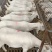 肉羊美国大白山羊对接养殖户一胎生三到四只赠铡草机货到付款