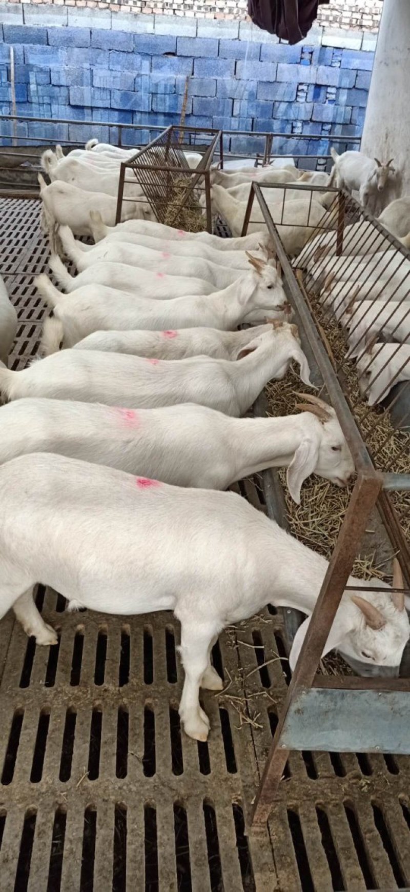 肉羊美国大白山羊对接养殖户一胎生三到四只赠铡草机货到付款