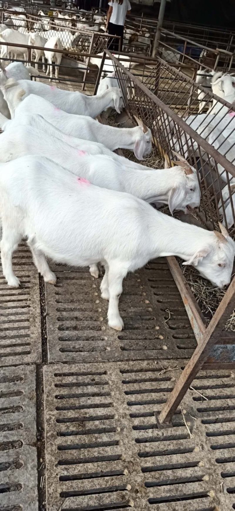 肉羊美国大白山羊对接养殖户一胎生三到四只赠铡草机货到付款