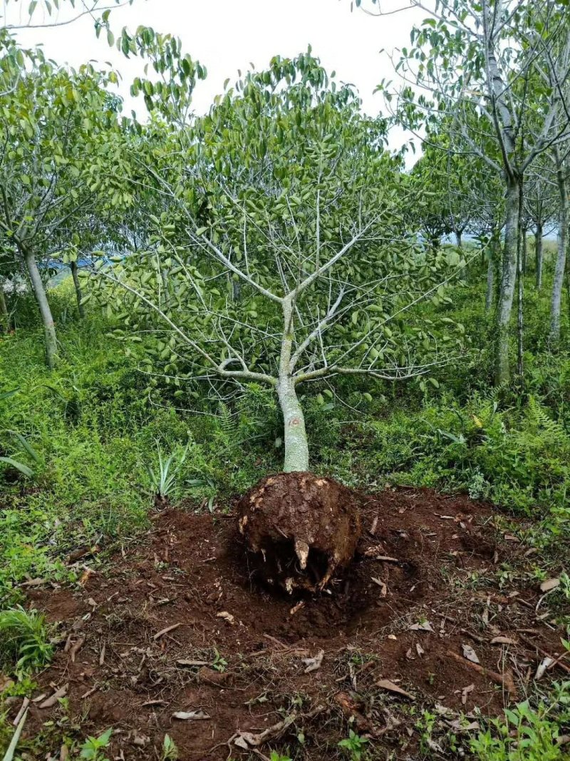 高山榕，米径14-15公分福建四海园基地直销