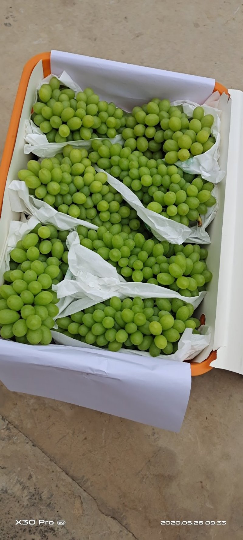 云南白鸡心青提葡萄大量上市品质好口感甜欢迎来电