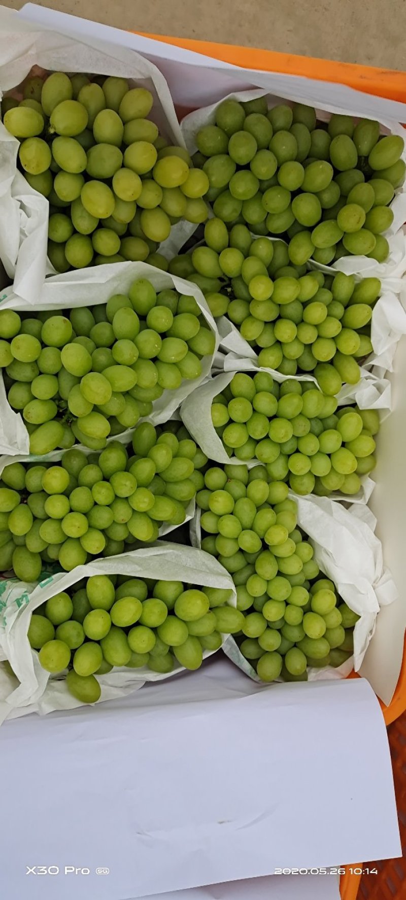 云南白鸡心青提葡萄大量上市品质好口感甜欢迎来电