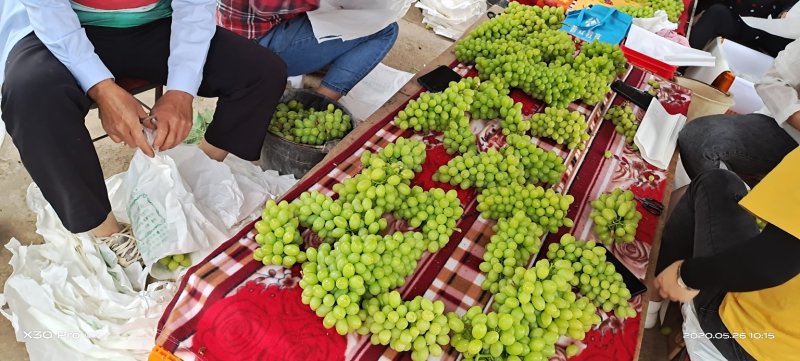 云南白鸡心青提葡萄大量上市品质好口感甜欢迎来电