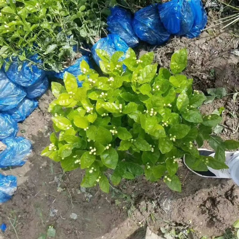 茉莉花基地直供！无中间商赚差价！