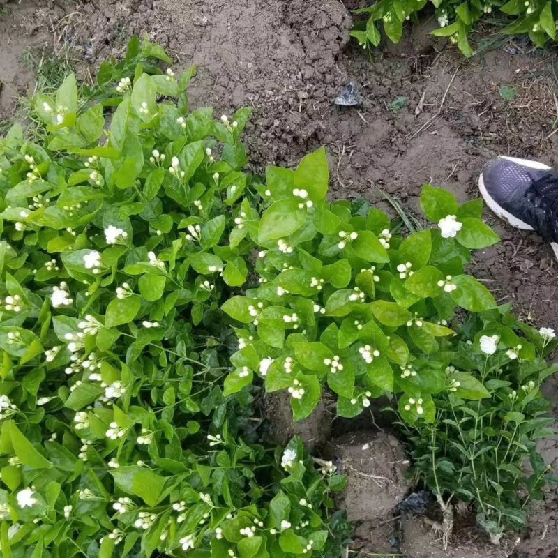 茉莉花基地直供！无中间商赚差价！