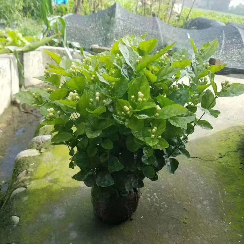 茉莉花基地直供！无中间商赚差价！