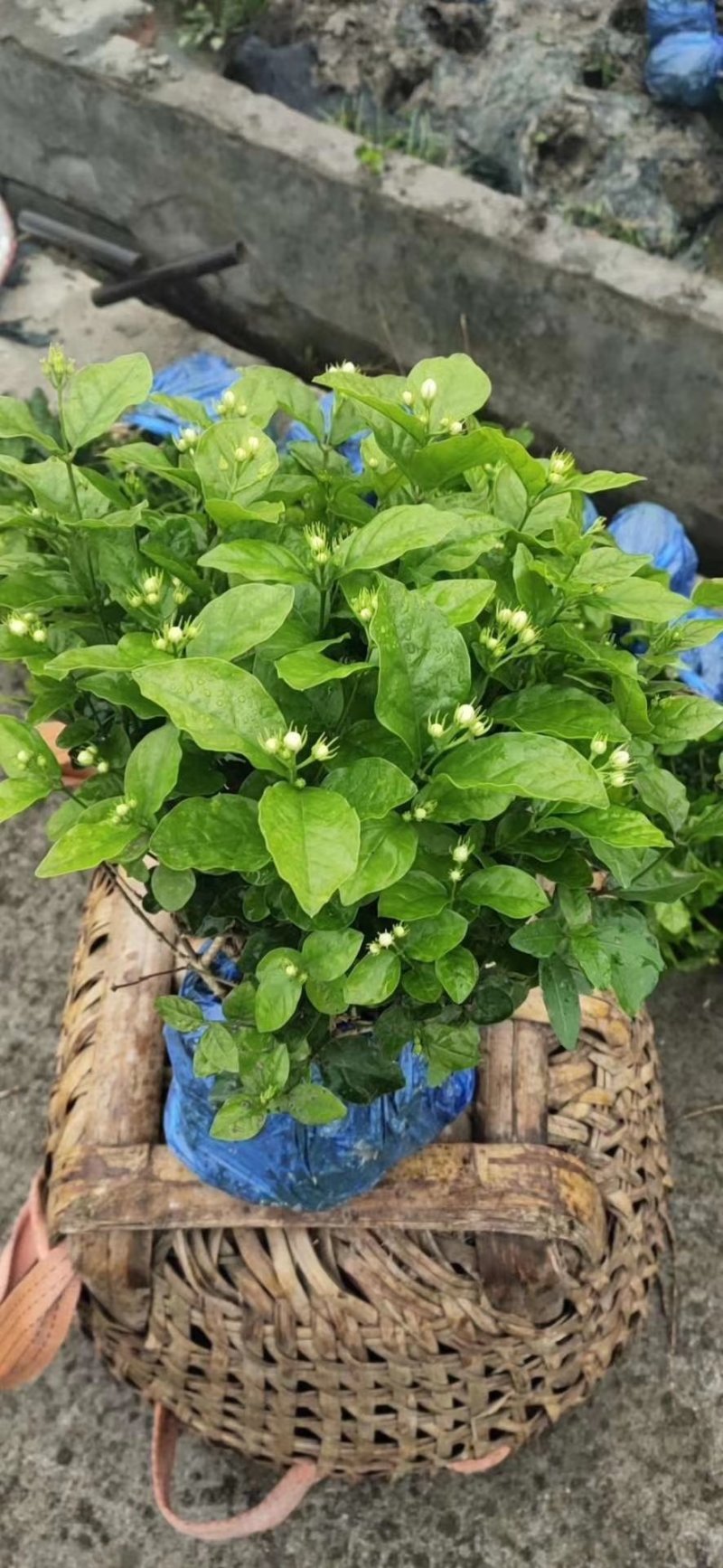 茉莉花基地直供！无中间商赚差价！