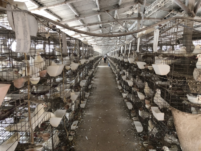 【咨询有惊喜】现杀乳鸽，一键代发，价格实惠