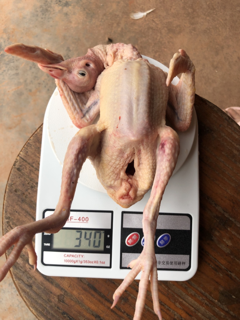 【咨询有惊喜】现杀乳鸽，一键代发，价格实惠