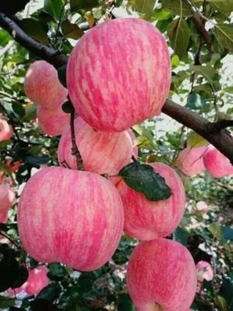 红富士苹果苗产地直销品种保证包成活提供种植技术