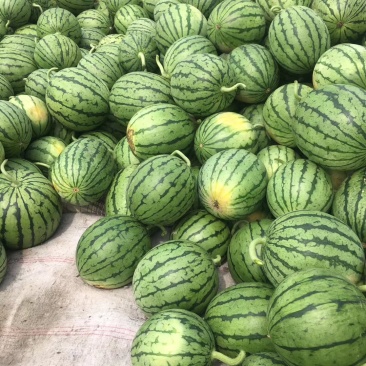 早春红玉秀玉地理大量批发需要的详谈。