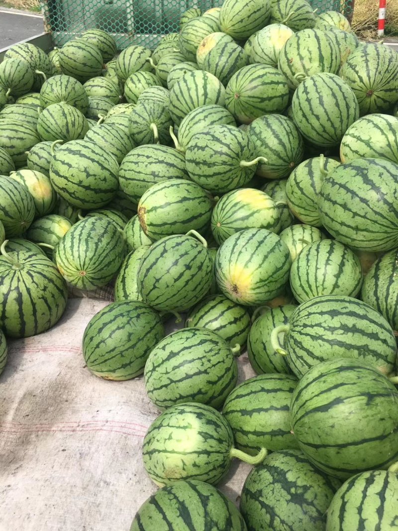 早春红玉秀玉地理大量批发需要的详谈。