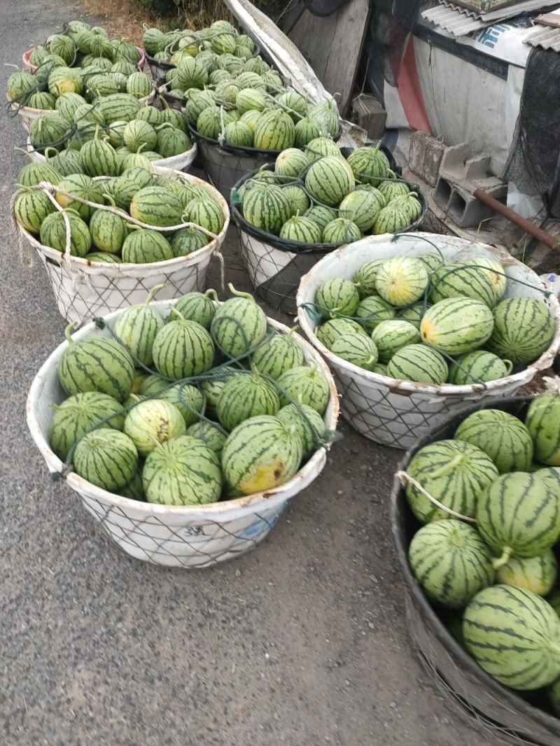 早春红玉秀玉地理大量批发需要的详谈。