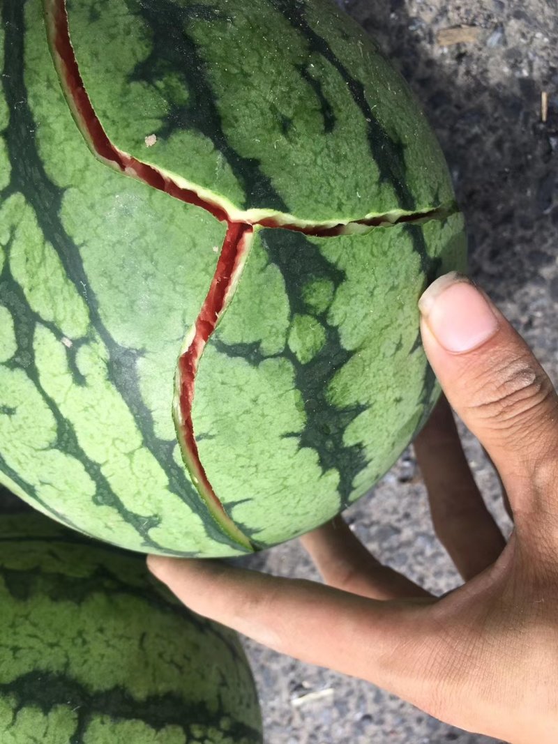 早春红玉秀玉地理大量批发需要的详谈。